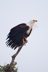 白颈黄嘴和爪子以及棕色翅膀的非洲鱼鹰在树顶刺上缠绕着一棵树背景图片