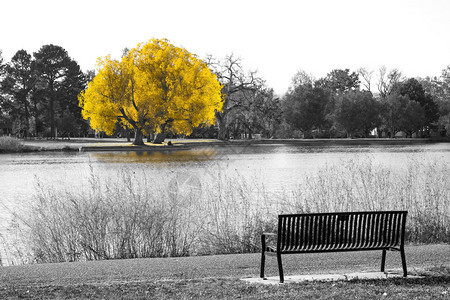 黑白景观中的金黄色树空荡的公园长图片