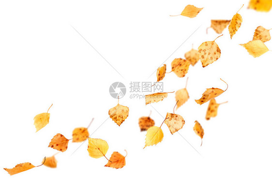 秋天的落叶在白色上飘落和旋转图片