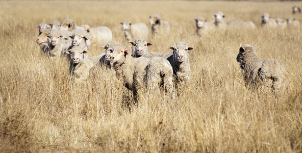 他们聚集在澳大利亚农村的长草中羊群图片