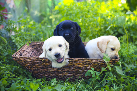 一群可爱的淘金小狗在院子里在绿图片