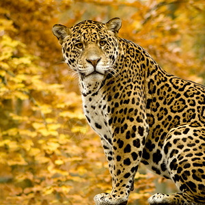 Jaguar白色背图片