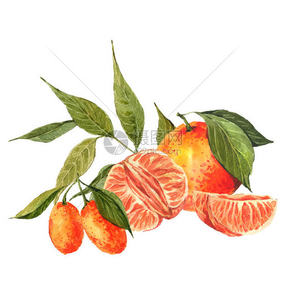 水彩背景与橙子和橘子水彩插图图片