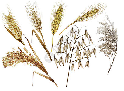 水彩谷物的集合白色背景中突显的小麦小米大麦黑麦图片