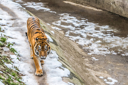 西伯利亚虎也叫阿穆尔虎在一个冬天在图片