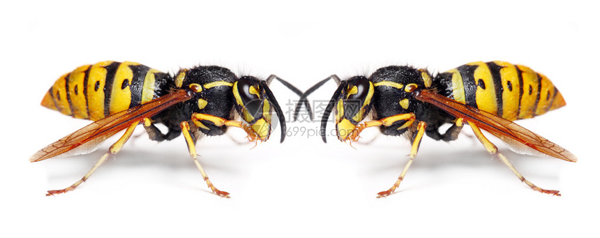 黄蜂vs公牛免费直播