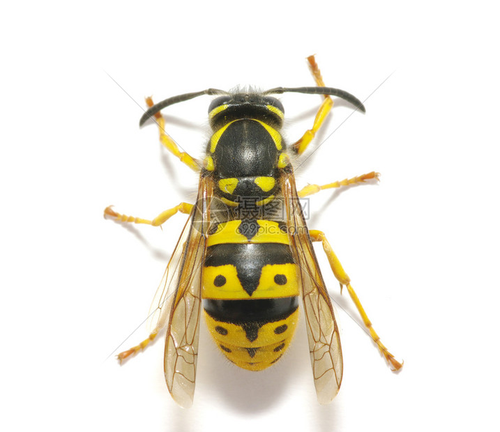 黄蜂对决公牛全场激战免费直播在线观看高清无插件