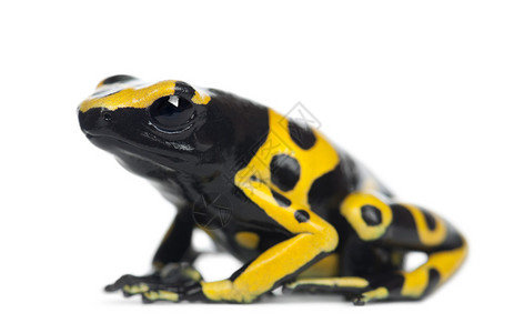 黄色带状毒镖蛙背景图片