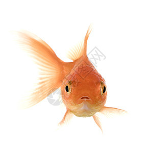 金鱼在白色背景面前背景图片