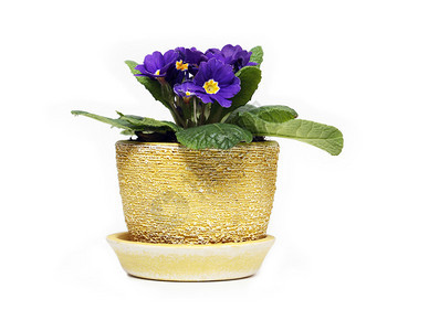 黄色花盆中漂亮的紫罗兰白图片
