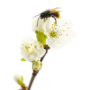 蜜蜂在花朵中授粉白被孤图片