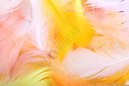 背景的彩色羽毛背景图片