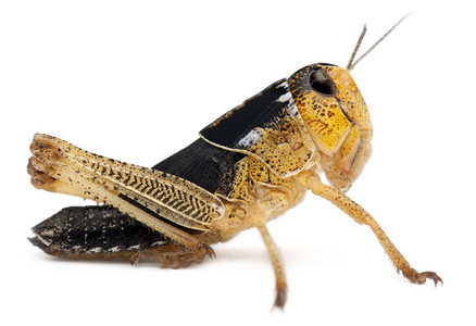 在白色背景前的亚洲蟋蟀图片素材