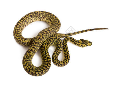 蟒蛇的一个亚种图片