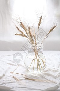 透明花瓶中的麦穗，浅色背景图片