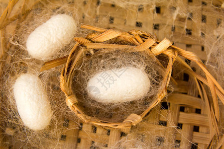编织工艺茧期白蚕图片