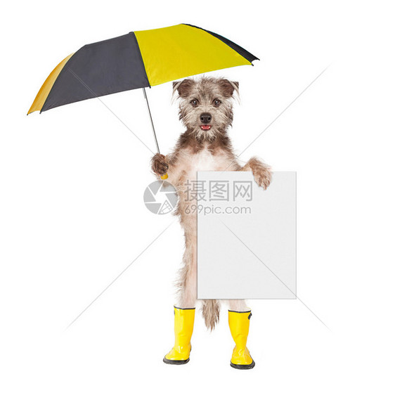 穿着黄雨靴手持雨伞和白背景孤立的空白标志图片