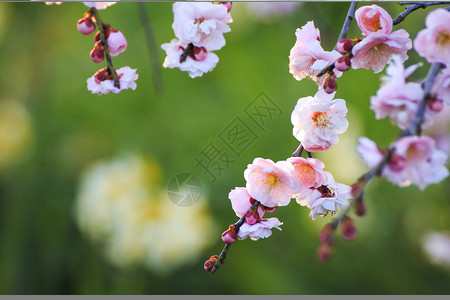 美丽的梅花在春天绽放图片