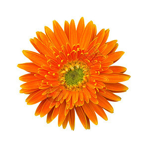 孤立在白色背景上的橙色菊花图片