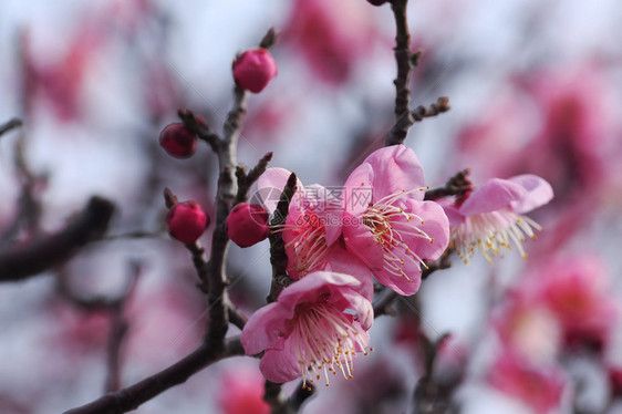 日本春天盛开的美丽梅花图片