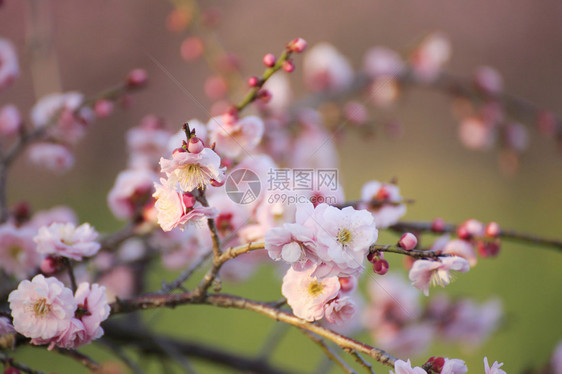 美丽的梅花在春天绽放图片