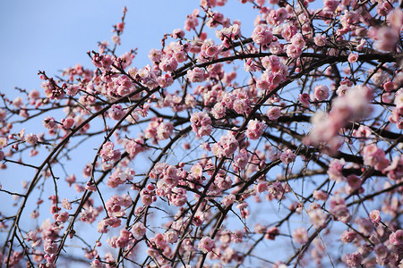 美丽的梅花在春天绽放图片