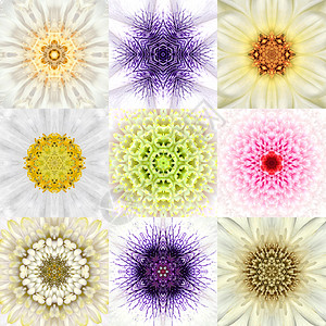 九种白色同心花朵曼达拉斯集万花筒共心设图片