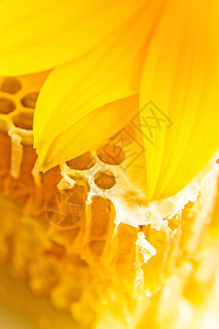 用蜂蜜和黄色花的甜蜂窝图片