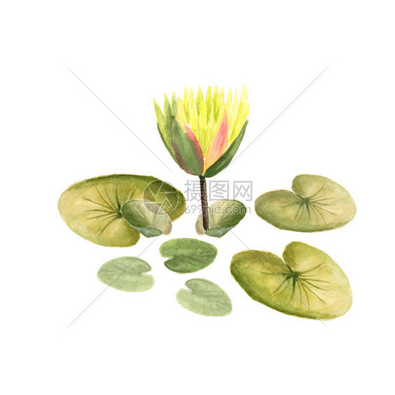 天然开花莲黄色与白色背景叶子的植物水彩插图素描可用作网页设计设计包装图片