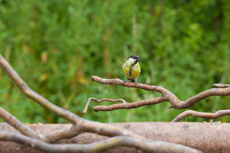 大山雀是在荷兰发现的最常见和最引人注目的鸟类之一图片