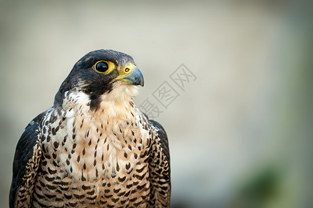 鸟类捕食者PeregrineFalconfalcopereg图片