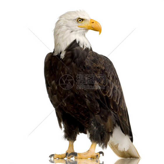 BaldEagle22岁HaliaeetusLeucocephalus图片