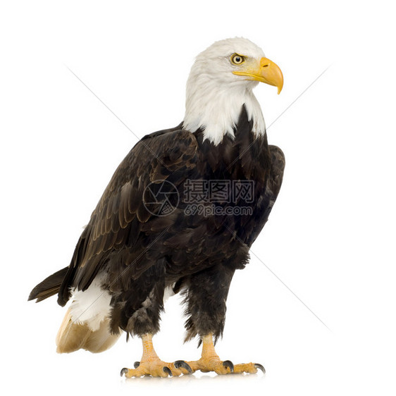 BaldEagle22岁HaliaeetusLeucocephalus图片