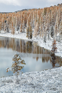 Altai山丘和雪图片