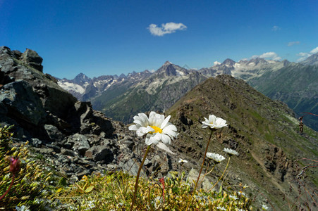 白色野生菊花背景雪盖山峰夏天图片