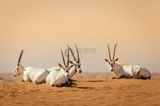 阿联酋迪拜附近的沙漠养护保区的奥里克斯图片