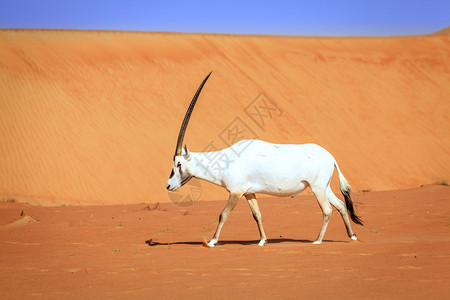 阿联酋迪拜附近的沙漠保护区的奥里克斯图片