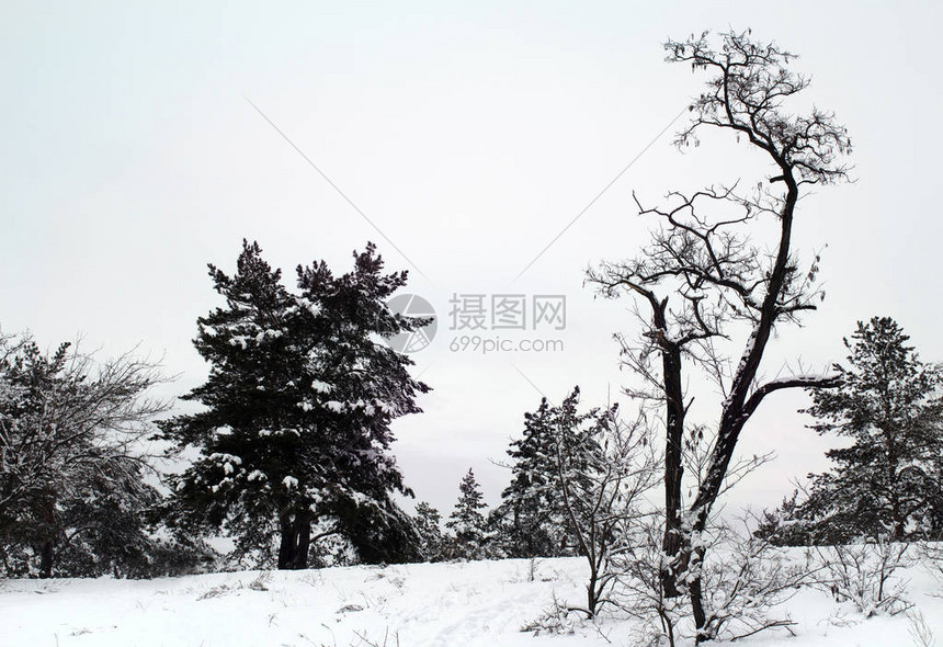 寒冷的夜晚满是雪的松树美丽的冬季森图片