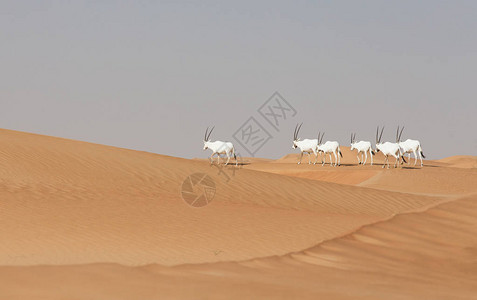 迪拜附近沙漠中的阿图片