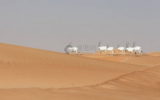 迪拜附近沙漠中的阿图片