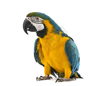 蓝色和黄色的Macaw在背景图片