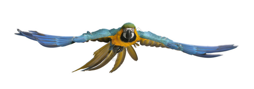蓝色和黄色MacawAra背景图片