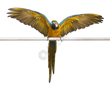 蓝色和黄色Macaw图片