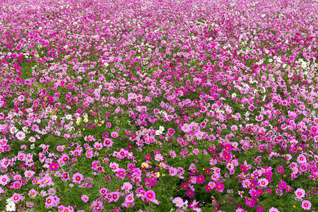 粉红波斯菊花田图片