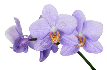 白色背景上孤立的淡紫色兰花图片