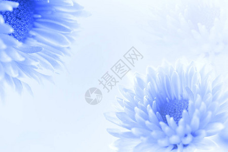 柔软甜蜜的蓝色花朵用于爱情浪漫梦幻背景新鲜图片