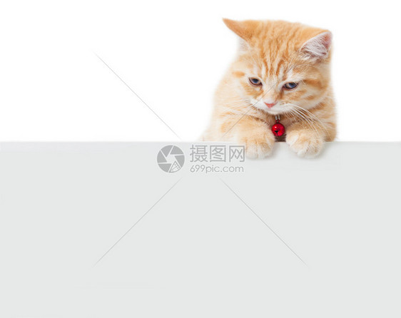 带白板的小姜英短毛猫图片