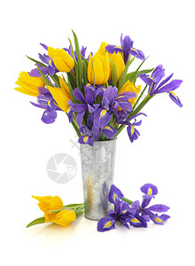 紫虹和黄色的郁金香花朵配制图片