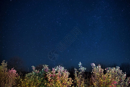 深蓝夜空在神秘的秋天森林图片