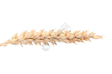 白色上孤立的小麦穗图片